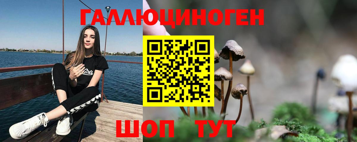 Псилоцибиновые грибы Psilocybe Асино